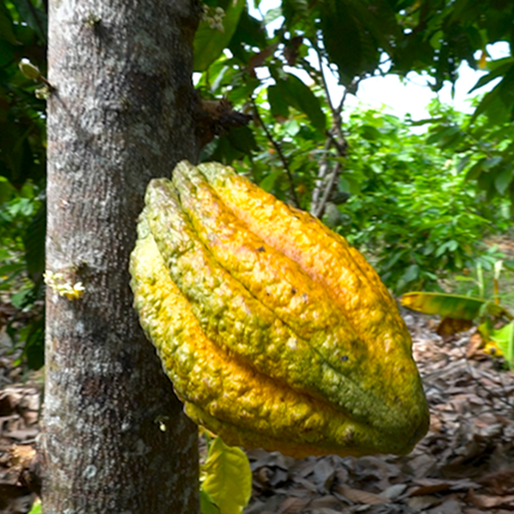 Cacao bean small